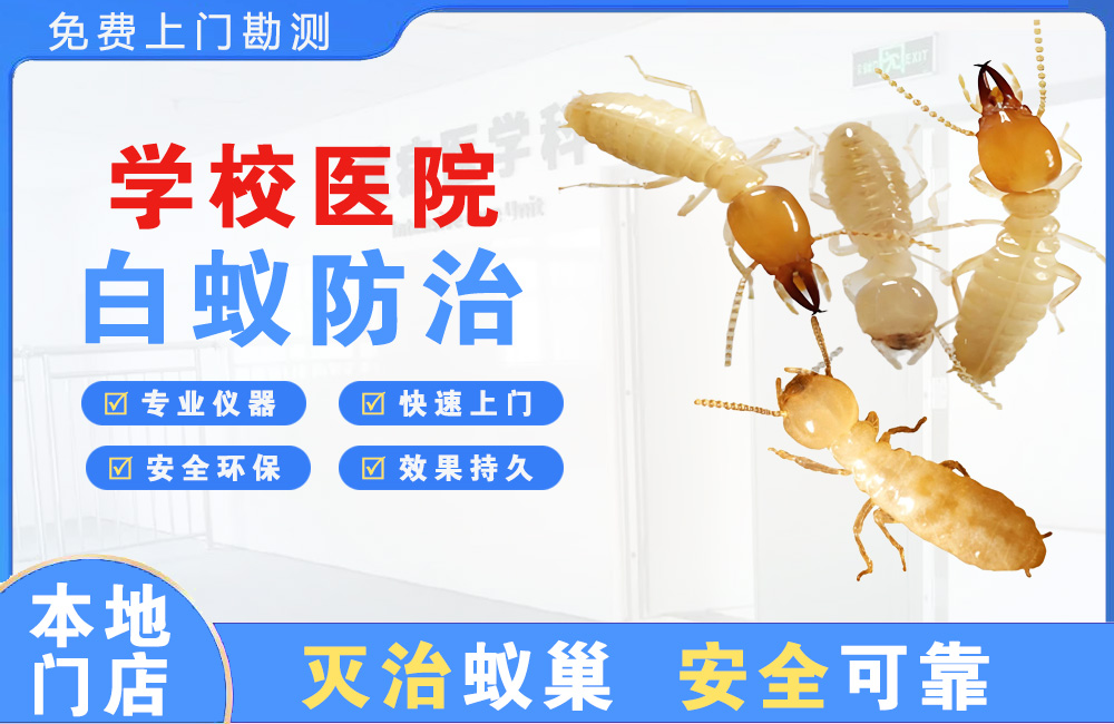 姜堰学校医院白蚁防治