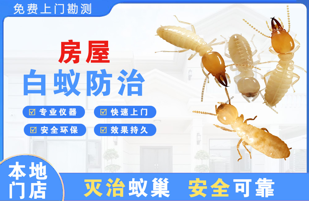 姜堰房屋白蚁防治